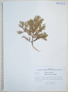 Можжевельник скальный Pall., Сибирь, Дальний Восток (S6) (Россия)