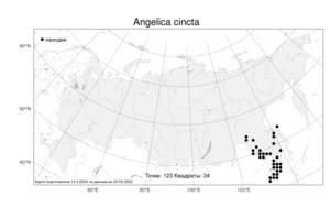 Angelica cincta, Дудник окаймленный H. Boissieu, Атлас флоры России (FLORUS) (Россия)