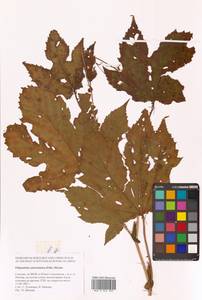 Таволга камчатская (Pall.) Maxim., Сибирь, Дальний Восток (S6) (Россия)