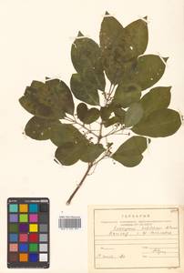 Бересклет Гамильтона Wall., Сибирь, Дальний Восток (S6) (Россия)