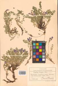 Остролодочник выставляющийся Jurtzev, Сибирь, Чукотка и Камчатка (S7) (Россия)