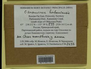 Okamuraea hakoniensis (Mitt.) Broth., Гербарий мохообразных, Мхи - Дальний Восток (без Чукотки и Камчатки) (B20) (Россия)