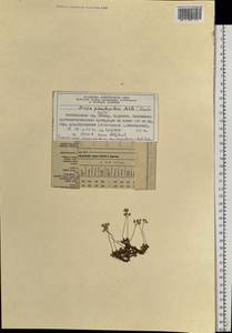 Крупка молочно-белая Adams, Сибирь, Центральная Сибирь (S3) (Россия)