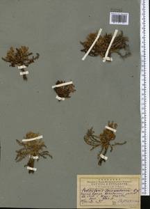 Pedicularis sarawschanica Regel, Средняя Азия и Казахстан, Памир и Памиро-Алай (M2) (Узбекистан)