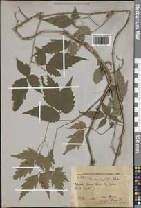 Ломонос пильчатолистный Rehder, Сибирь, Дальний Восток (S6) (Россия)