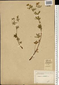 Potentilla thuringiaca subsp. goldbachii (Rupr.) Th. Wolf, Восточная Европа, Московская область и Москва (E4a) (Россия)