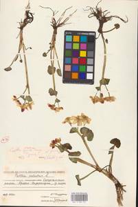 Калужница сибирская Regel, Сибирь, Чукотка и Камчатка (S7) (Россия)