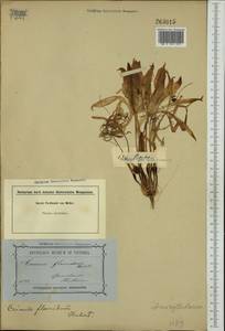 Crinum flaccidum Herb., Австралия и Океания (AUSTR) (Австралия)