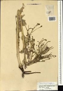 Papaver armeniacum subsp. armeniacum, Кавказ, Армения (K5) (Армения)