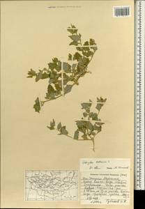 Лебеда татарская L., Монголия (MONG) (Монголия)