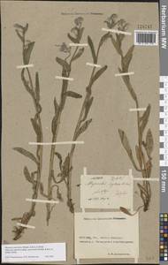 Myosotis alpestris subsp. suaveolens (Waldst. & Kit. ex Willd.) Strid, Восточная Европа, Ростовская область (E12a) (Россия)