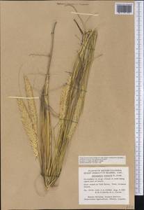 Calamagrostis arenaria (L.) Roth, Америка (AMER) (Канада)