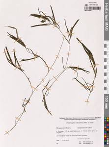 Рдест туполистный Mert. & W.D.J.Koch, Сибирь, Чукотка и Камчатка (S7) (Россия)