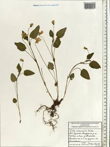 Фиалка Руппа All., Восточная Европа, Московская область и Москва (E4a) (Россия)