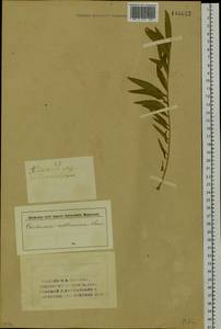 Rhaponticoides ruthenica (Lam.) M. V. Agab. & Greuter, Сибирь, Алтай и Саяны (S2) (Россия)