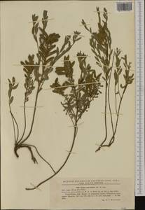 Cytisus procumbens (Willd.)Spreng., Западная Европа (EUR) (Румыния)