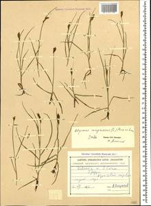 Поточник сжатый, Блисмус сжатый (L.) Panz. ex Link, Кавказ, Грузия (K4) (Грузия)