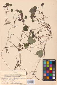 MHA 0 155 730, Будра плющевидная L., Восточная Европа, Центральный район (E4) (Россия)