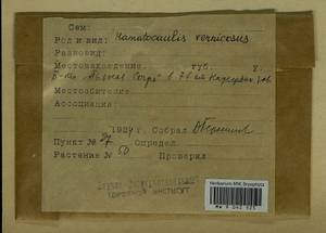 Hamatocaulis vernicosus (Mitt.) Hedenäs, Гербарий мохообразных, Мхи - Пермский край, Удмуртия, Свердловская и Кировская области (B8) (Россия)