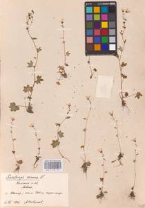 Камнеломка наклоненная, Камнеломка поникающая L., Восточная Европа, Северный район (E1) (Россия)