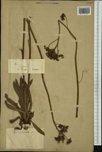 Pilosella erythrochrista (Nägeli & Peter) S. Bräut. & Greuter, Западная Европа (EUR) (Франция)