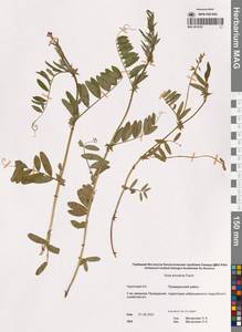 Горошек приятный Fisch. ex Ser., Сибирь, Чукотка и Камчатка (S7) (Россия)