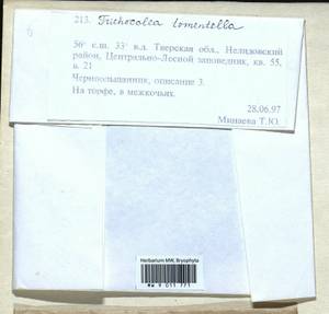 Trichocolea tomentella (Ehrh.) Dumort., Гербарий мохообразных, Мхи - Центральное Нечерноземье (B6) (Россия)