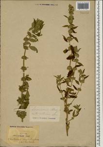 Щетинохвост шандровый (L.) Ehrh. ex Rchb., Кавказ, Краснодарский край и Адыгея (K1a) (Россия)