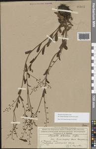 Незабудка стелющаяся Host, Восточная Европа, Северный район (E1) (Россия)