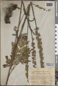 Клопогон простой (DC.) Wormsk. ex Fisch. & C.A.Mey., Сибирь, Дальний Восток (S6) (Россия)