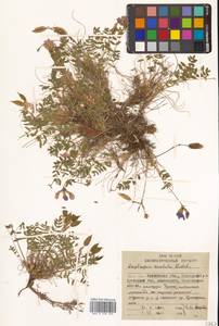 Остролодочник завернутый Ledeb., Сибирь, Чукотка и Камчатка (S7) (Россия)