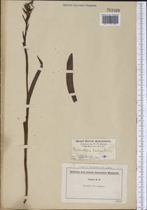 Platanthera lacera (Michx.) G.Don, Америка (AMER) (США)