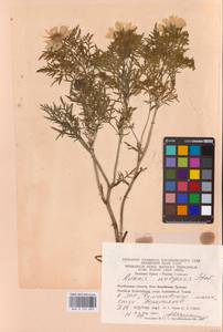 Горицвет волжский, Адонис волжский DC., Восточная Европа, Восточный район (E10) (Россия)