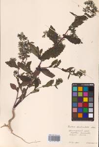 Crepidiastrum denticulatum subsp. denticulatum, Сибирь, Дальний Восток (S6) (Россия)