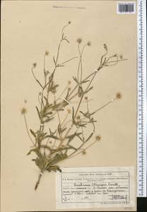 Ломелозия Оливье (Coult.) Greuter & Burdet, Средняя Азия и Казахстан, Муюнкумы, Прибалхашье и Бетпак-Дала (M9) (Казахстан)