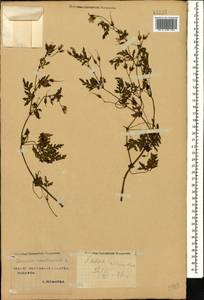 Герань Роберта L., Кавказ, Ставропольский край, Карачаево-Черкесия, Кабардино-Балкария (K1b) (Россия)