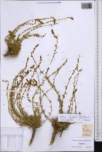 Бассия простертая (L.) Beck, Средняя Азия и Казахстан, Памир и Памиро-Алай (M2) (Таджикистан)