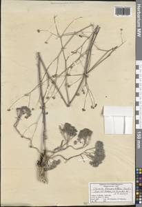 Ekimia bornmuelleri (Hub.-Mor. & Reese) H. Duman & M. F. Watson, Зарубежная Азия (ASIA) (Турция)