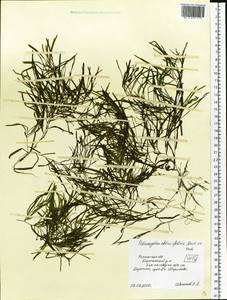 Рдест туполистный Mert. & W.D.J.Koch, Восточная Европа, Центральный район (E4) (Россия)