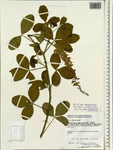 Crotalaria pallida Aiton, Зарубежная Азия (ASIA) (Филиппины)