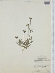 Elwendia longipes (Freyn) Pimenov & Kljuykov, Зарубежная Азия (ASIA) (Иран)