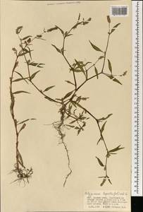 Горец развесистый, Горец щавелелистный (L.) Gray, Монголия (MONG) (Монголия)