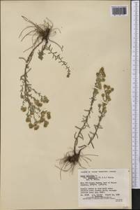 Symphyotrichum falcatum var. commutatum (Torr. & A. Gray) G. L. Nesom, Америка (AMER) (Канада)