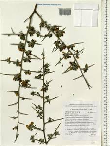 Calicotome villosa (Poir.)Link, Зарубежная Азия (ASIA) (Израиль)