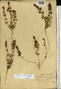 Pyankovia brachiata (Pall.) Akhani & Roalson, Восточная Европа, Нижневолжский район (E9) (Россия)