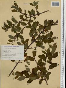 Ива черничная L., Сибирь, Западная Сибирь (S1) (Россия)