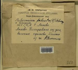 Aulacomnium palustre (Hedw.) Schwägr., Гербарий мохообразных, Мхи - Среднее Поволжье (B9) (Россия)