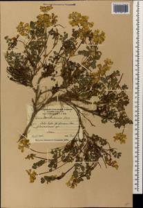 Coronilla orientalis subsp. balansae (Boiss.) Zernov, Кавказ, Южная Осетия (K4b) (Южная Осетия)