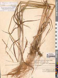 Пырейник смешиваемый (Roshev.) Tzvelev, Сибирь, Чукотка и Камчатка (S7) (Россия)