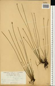 Болотница болотная, Болотница обыкновенная (L.) Roem. & Schult., Восточная Европа, Центральный лесостепной район (E6) (Россия)